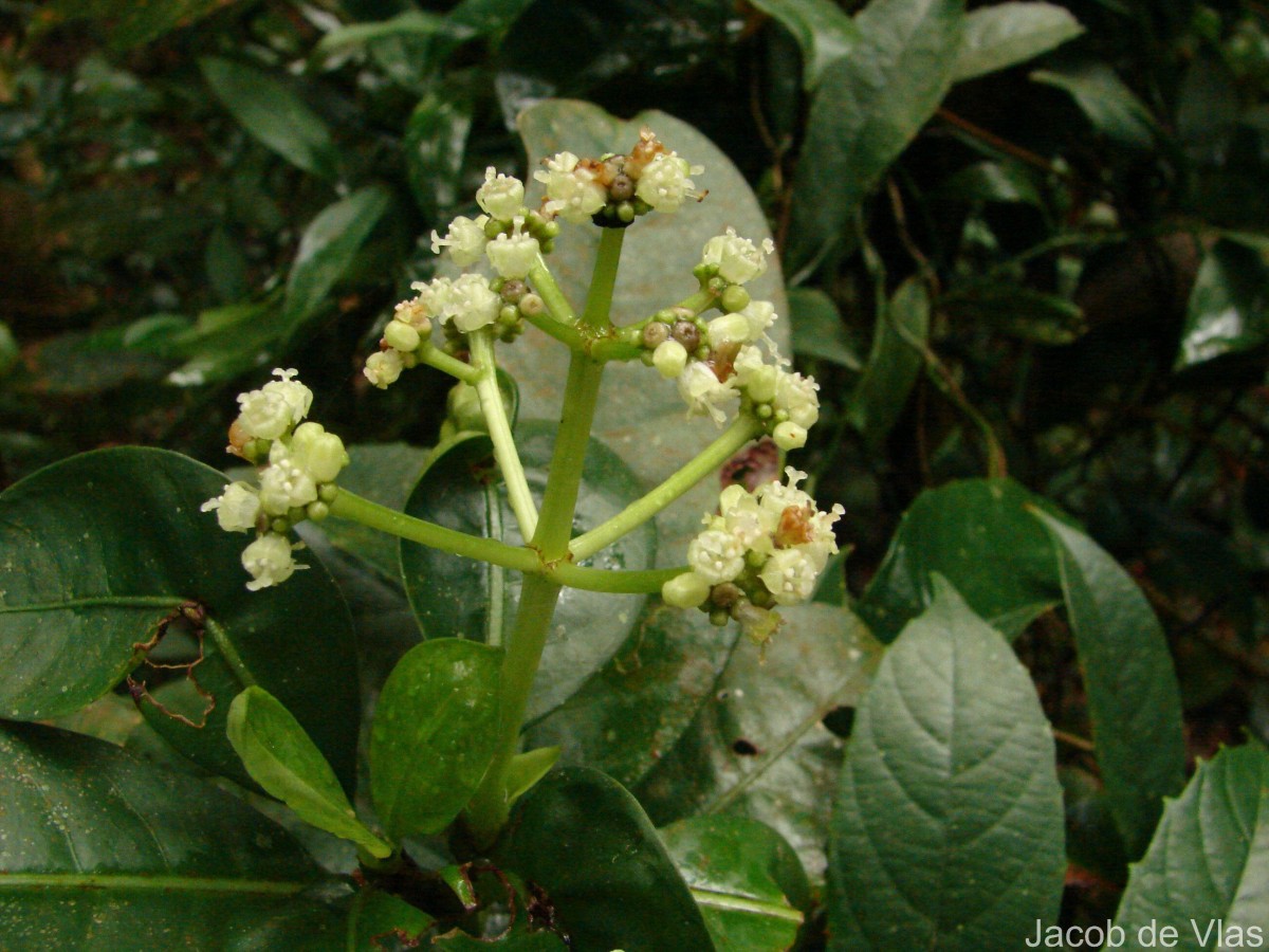 Psychotria nigra var. nigra